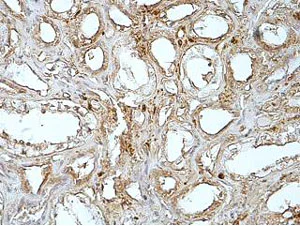 Immunohistochemistry (Formalin/PFA-fixed paraffin-embedded sections) - Anti-MGAT4B antibody (AB177206)
