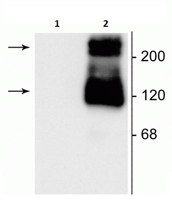Western blot - Anti-mGluR1 antibody (AB254100), expandable thumbnail