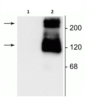Western blot - Anti-mGluR1 antibody (AB254100)