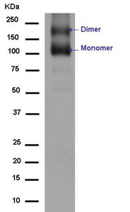 Western blot - Anti-mGluR1a antibody [EPR13540] (AB183712)