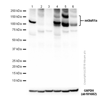 Western blot - Anti-mGluR1a antibody [EPR13540] (AB183712)