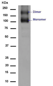 Western blot - Anti-mGluR1a antibody [EPR13540] - BSA and Azide free (AB250688)