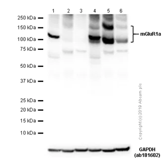 Western blot - Anti-mGluR1a antibody [EPR13540] - BSA and Azide free (AB250688)