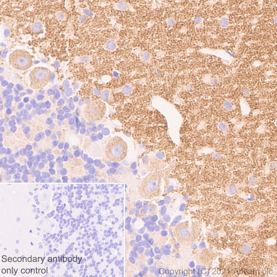 Immunohistochemistry (Formalin/PFA-fixed paraffin-embedded sections) - Anti-mGluR1a antibody [EPR24160-173] - BSA and Azide free (ab289639), expandable thumbnail