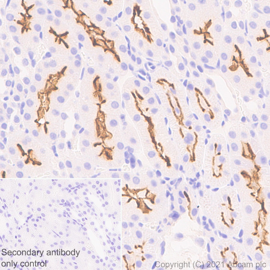 Immunohistochemistry (Formalin/PFA-fixed paraffin-embedded sections) - Anti-mGluR1a antibody [EPR24160-173] - BSA and Azide free (ab289639), expandable thumbnail