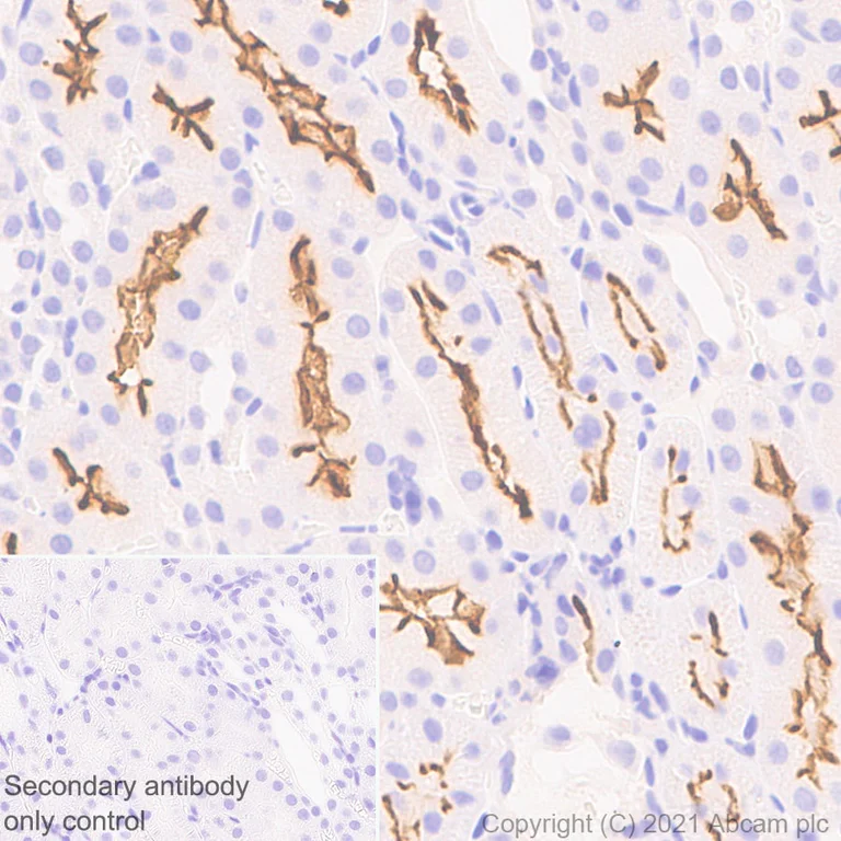 Immunohistochemistry (Formalin/PFA-fixed paraffin-embedded sections) - Anti-mGluR1a antibody [EPR24160-173] - BSA and Azide free (AB289639)