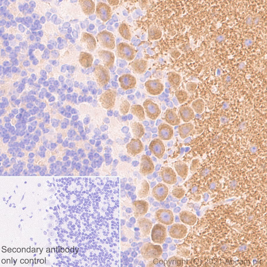 Immunohistochemistry (Formalin/PFA-fixed paraffin-embedded sections) - Anti-mGluR1a antibody [EPR24160-173] - BSA and Azide free (AB289639), expandable thumbnail
