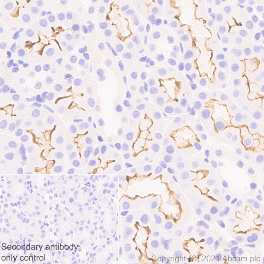 Immunohistochemistry (Formalin/PFA-fixed paraffin-embedded sections) - Anti-mGluR1a antibody [EPR24160-173] - BSA and Azide free (AB289639), expandable thumbnail