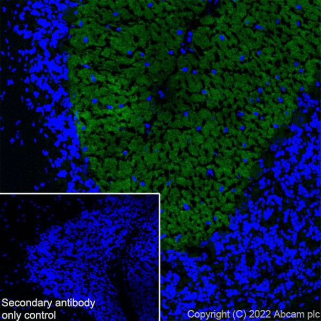 Immunohistochemistry (Frozen sections) - Anti-mGluR1a antibody [EPR24160-173] - BSA and Azide free (ab289639), expandable thumbnail