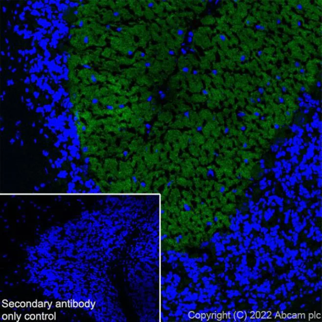 Immunohistochemistry (Frozen sections) - Anti-mGluR1a antibody [EPR24160-173] - BSA and Azide free (AB289639)