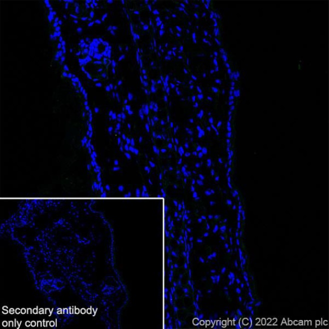 Immunohistochemistry (Frozen sections) - Anti-mGluR1a antibody [EPR24160-173] - BSA and Azide free (ab289639), expandable thumbnail