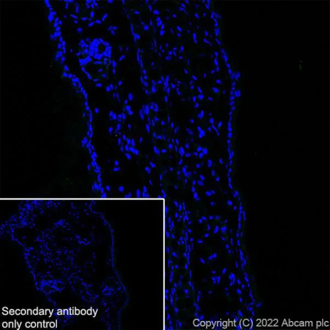 Immunohistochemistry (Frozen sections) - Anti-mGluR1a antibody [EPR24160-173] - BSA and Azide free (AB289639)