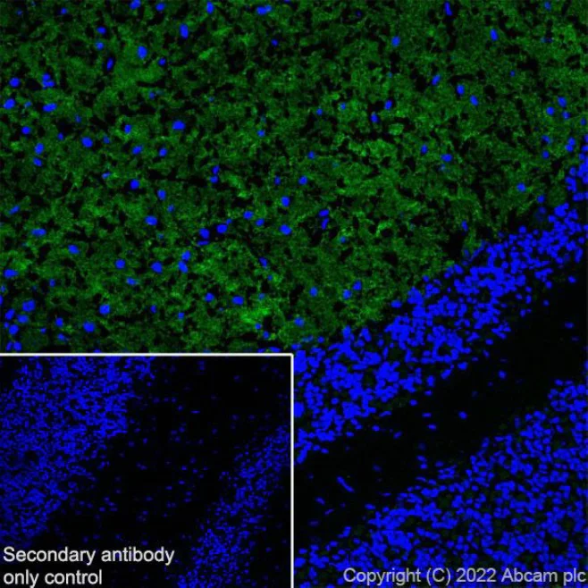 Immunohistochemistry (Frozen sections) - Anti-mGluR1a antibody [EPR24160-173] - BSA and Azide free (AB289639)