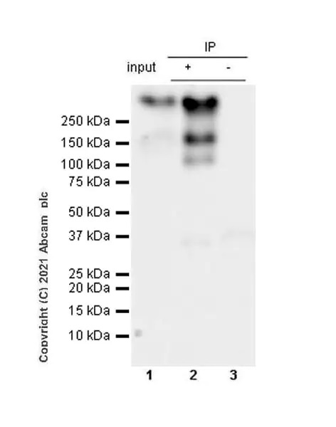Immunoprecipitation - Anti-mGluR1a antibody [EPR24160-173] - BSA and Azide free (AB289639), expandable thumbnail