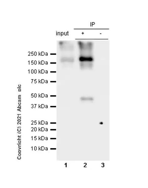 Immunoprecipitation - Anti-mGluR1a antibody [EPR24160-173] - BSA and Azide free (AB289639), expandable thumbnail