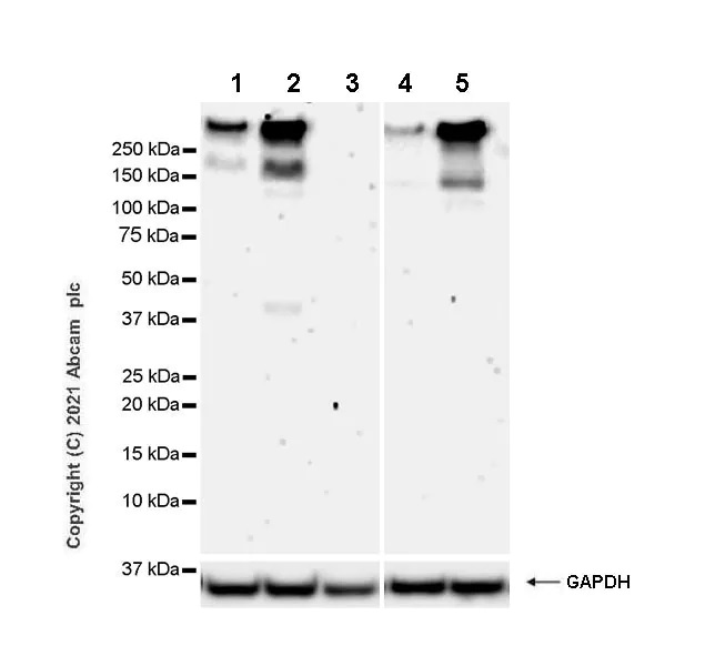 Western blot - Anti-mGluR1a antibody [EPR24160-173] - BSA and Azide free (AB289639), expandable thumbnail
