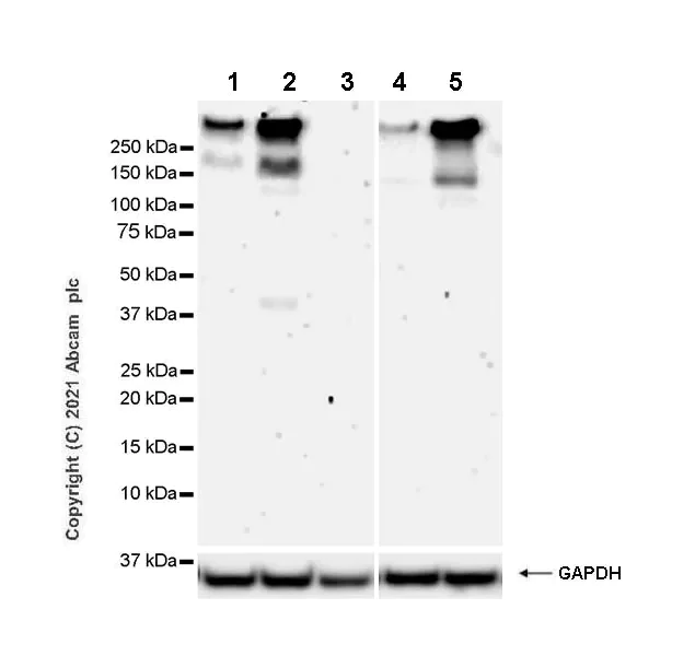 Western blot - Anti-mGluR1a antibody [EPR24160-173] - BSA and Azide free (AB289639)