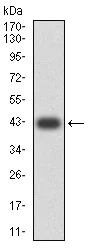 Western blot - Anti-MGLUR8 antibody [4C1C1] (AB233791)