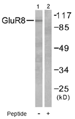 Western blot - Anti-MGLUR8 antibody (AB53094)