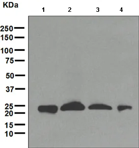 Western blot - Anti-MGMT antibody [EPR4397] (AB108630)