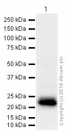 Western blot - Anti-MGMT antibody [EPR4397] (AB108630)