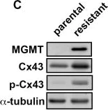 Western blot - Anti-MGMT antibody [EPR4397] (AB108630)