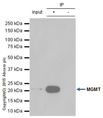 Immunoprecipitation - Anti-MGMT antibody [EPR4398] (AB108989)