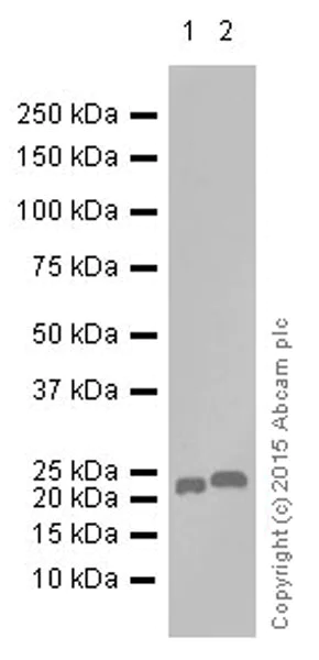 Western blot - Anti-MGMT antibody [EPR4398] (AB108989)
