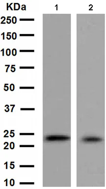 Western blot - Anti-MGMT antibody [EPR4398] (AB108989)