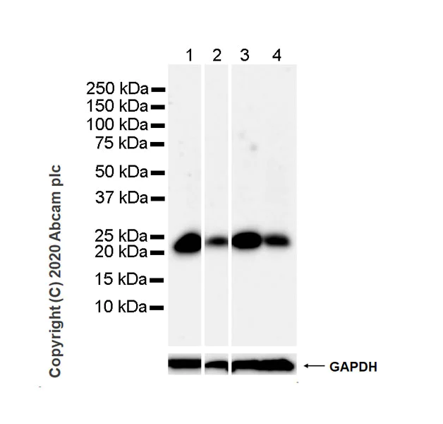 Western blot - Anti-MGMT antibody [MT3.1] - BSA and Azide free (AB255966)