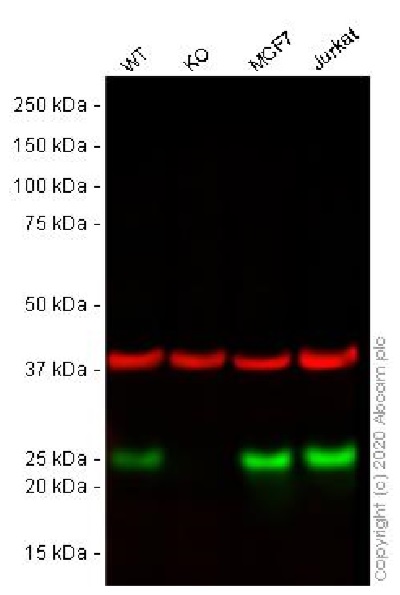 Western blot - Anti-MGMT antibody [MT3.1] - BSA and Azide free (AB255966), expandable thumbnail