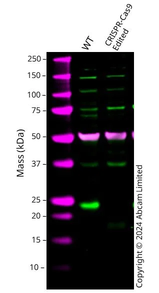 Western blot - Anti-MGMT antibody [MT3.1] - BSA and Azide free (AB255966)