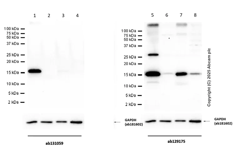 Western blot - Anti-MGST1 antibody [EPR7934] (AB131059)