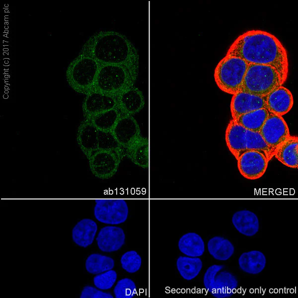 Immunocytochemistry/ Immunofluorescence - Anti-MGST1 antibody [EPR7934] - BSA and Azide free (AB232469)