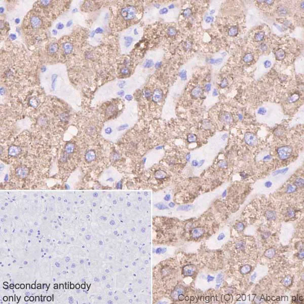 Immunohistochemistry (Formalin/PFA-fixed paraffin-embedded sections) - Anti-MGST1 antibody [EPR7934] - BSA and Azide free (AB232469)