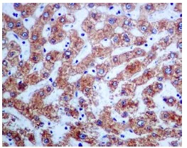 Immunohistochemistry (Formalin/PFA-fixed paraffin-embedded sections) - Anti-MGST1 antibody [EPR7934] - BSA and Azide free (AB232469)