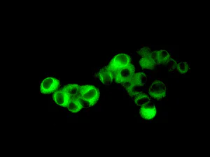 Immunocytochemistry/ Immunofluorescence - Anti-MGST1 antibody [EPR7935] - BSA and Azide free (AB248331)