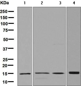 Western blot - Anti-MGST1 antibody [EPR7935] - BSA and Azide free (AB248331)