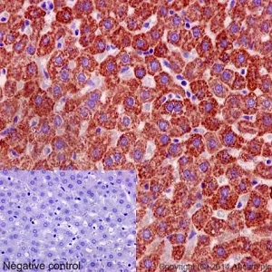 Immunohistochemistry (Formalin/PFA-fixed paraffin-embedded sections) - Anti-MGST3 antibody [EPR12352] - BSA and Azide free (AB251124)