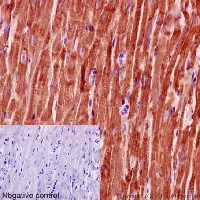 Immunohistochemistry (Formalin/PFA-fixed paraffin-embedded sections) - Anti-MGST3 antibody [EPR12352] - BSA and Azide free (AB251124)