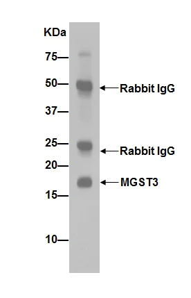 Immunoprecipitation - Anti-MGST3 antibody [EPR12352] - BSA and Azide free (AB251124)