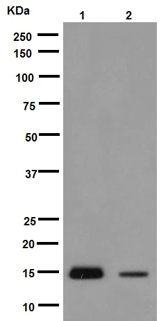 Western blot - Anti-MGST3 antibody [EPR12352] - BSA and Azide free (AB251124)