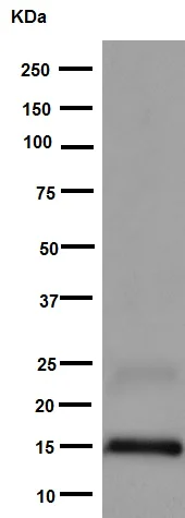 Western blot - Anti-MGST3 antibody [EPR12352] - BSA and Azide free (AB251124)