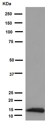 Western blot - Anti-MGST3 antibody [EPR12352] - BSA and Azide free (AB251124)