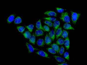 Immunocytochemistry/ Immunofluorescence - Anti-MGT4A antibody [EPR10034] (AB151750), expandable thumbnail