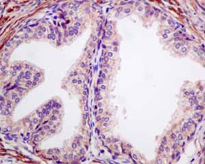 Immunohistochemistry (Formalin/PFA-fixed paraffin-embedded sections) - Anti-MGT4A antibody [EPR10034] (AB151750), expandable thumbnail
