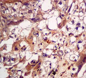 Immunohistochemistry (Formalin/PFA-fixed paraffin-embedded sections) - Anti-MGT4A antibody [EPR10034] (AB151750)