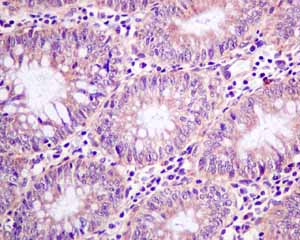 Immunohistochemistry (Formalin/PFA-fixed paraffin-embedded sections) - Anti-MGT4A antibody [EPR10034] (ab151750), expandable thumbnail