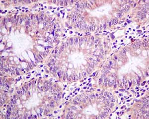 Immunohistochemistry (Formalin/PFA-fixed paraffin-embedded sections) - Anti-MGT4A antibody [EPR10034] (AB151750)