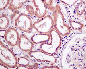 Immunohistochemistry (Formalin/PFA-fixed paraffin-embedded sections) - Anti-MGT4A antibody [EPR10034] - BSA and Azide free (AB249062)